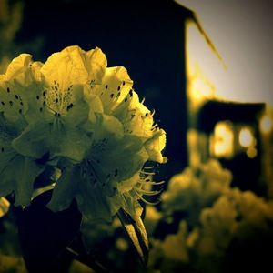 Meet your Posher, Natasha